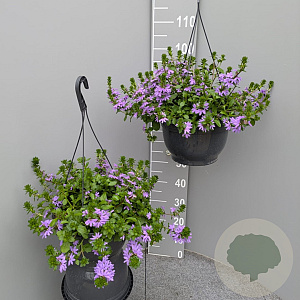 Scaevola aemula GM C6L