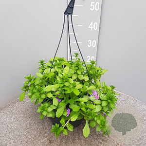 Scaevola aemula GM C6L