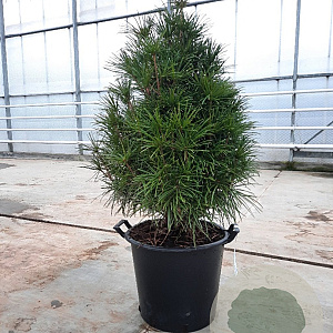 Sciadopitys verticillata 100-120 cm container