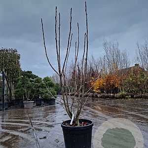 Sorbus 'Dodong' 175-200 cm 45L meerstammig solitair