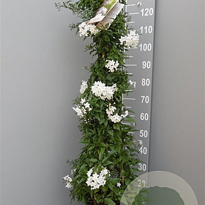 Solanum jasminoides 120 cm C8 piramide