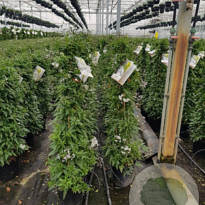 Solanum jasminoides 120 cm C8 piramide