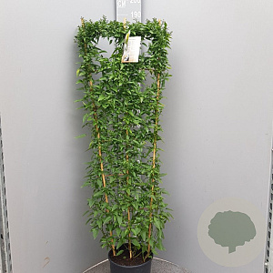 Solanum jasminoides 150-160 cm 10L