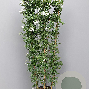 Solanum jasminoides 150-160 cm 10L