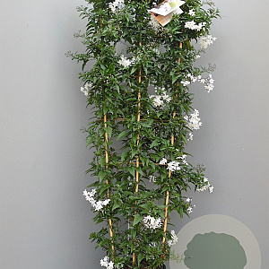Solanum jasminoides 150-160 cm 10L