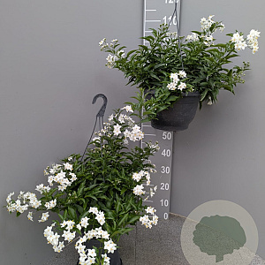 Solanum jasminoides GM C6L