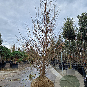 Styrax jap. 'Issai' 250-300 cm draadkluit meerstammig solitair