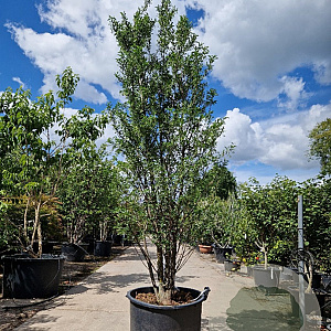 Styrax jap. Snowcone 250-275 cm container