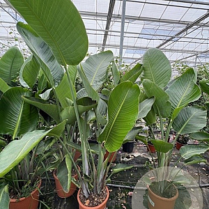 Strelitzia nicolai GM C6L