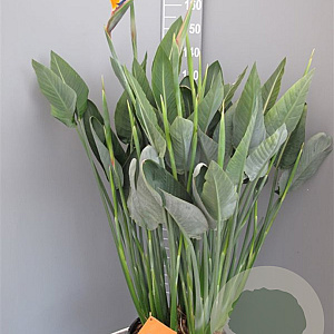 Strelitzia reginae 140-160 cm 25L