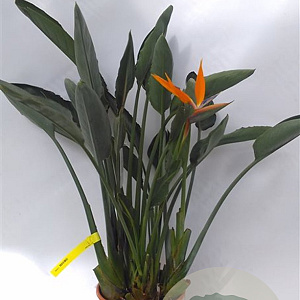 Strelitzia reginae GM C6L