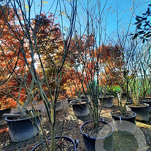 Styphnolobium japonicum 350-400 cm container meerstammig