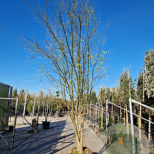 Styphnolobium japonicum 350-400 cm draadkluit meerstammig bijenkorf