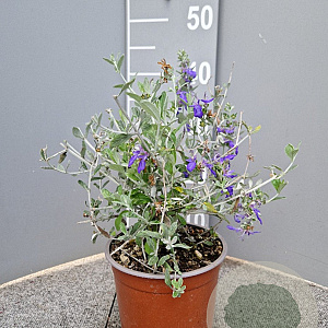 Teucrium fruticans 'Azureum' 25-30 cm 3,0L