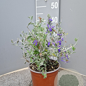 Teucrium fruticans 'Azureum' 25-30 cm 3,0L