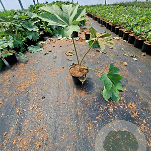 Tetrapanax papyrifer 'Rex' GM C3