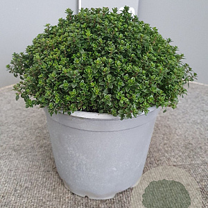 Thymus citriodorus GM C3
