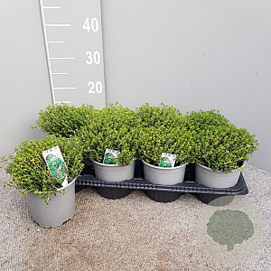Thymus citriodorus P14