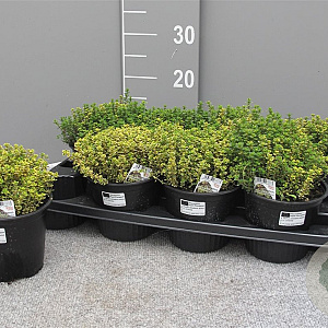 Thymus citriodorus P14