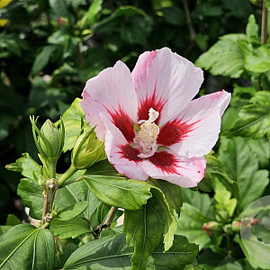 Hibiscus syr. 'Hamabo' 60-80 cm 10L