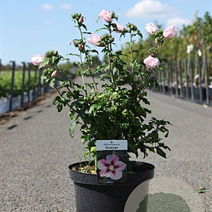 Hibiscus syr. 'Hamabo' 60-80 cm 10L