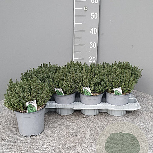 Thymus vulgaris P14