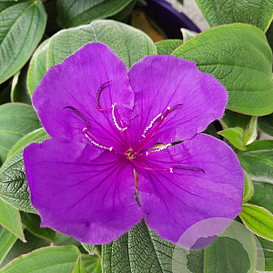 Tibouchina urvilleana 'Rich Blue' 30 cm 2,0L