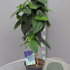 Tibouchina urvilleana 'Rich Blue' 80 cm 3,0L stam