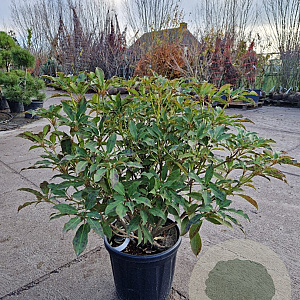Trochodendron aralioides 60-80 cm 20L