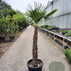Trachycarpus fortunei 110 cm stam container