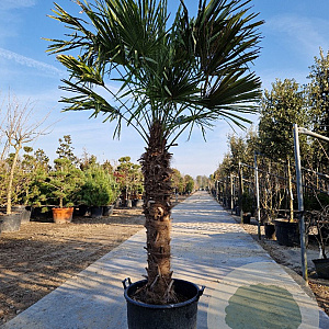 Trachycarpus fortunei 120 cm stam container