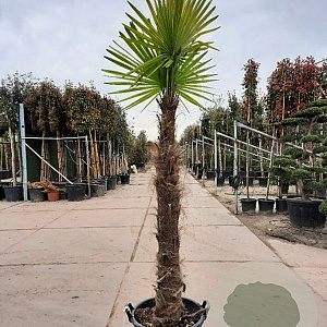 Trachycarpus fortunei 130 cm stam container