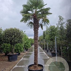 Trachycarpus fortunei 280 cm stam container