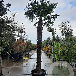 Trachycarpus fortunei 280 cm stam container