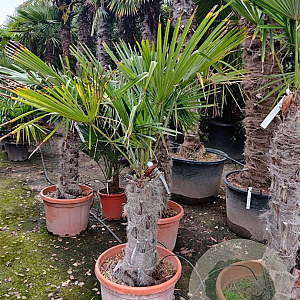 Trachycarpus fortunei 60 cm stam container