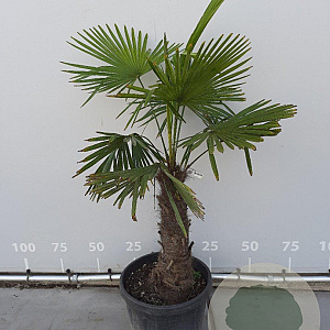Trachycarpus fortunei 60 cm stam container