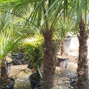 Trachycarpus fortunei 90 cm stam container