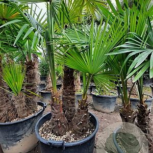 Trachycarpus fortunei GM container meerstammig