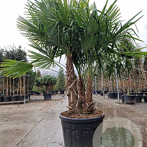 Trachycarpus fortunei GM container meerstammig