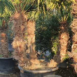 Trachycarpus fortunei GM container meerstammig