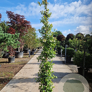 Trachelospermum jasminoides 250-300 cm 18L
