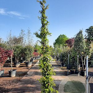 Trachelospermum jasminoides 300-350 cm 25L