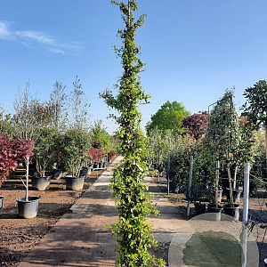 Trachelospermum jasminoides 300-350 cm 25L