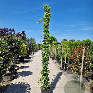 Trachelospermum jasminoides 350-400 cm 30L