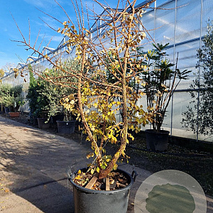 Ulmus minor suberosa 300-350 cm draadkluit meerstammig solitair