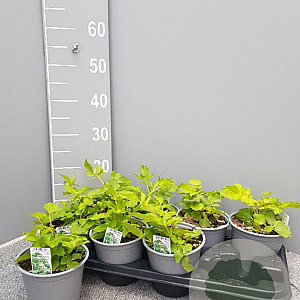 Valeriana officinalis P14