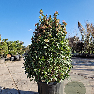 Viburnum tin. 'Eve Price' 100-125 cm 50L