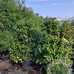 Viburnum tin. 'Eve Price' 120-140 cm 45L