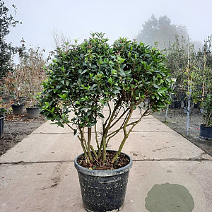 Viburnum tin. 'Eve Price' 80-100 cm 50L Parasol