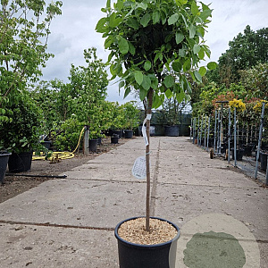 Viburnum tin. 'Eve Price' 80 cm stam container bol 50-60